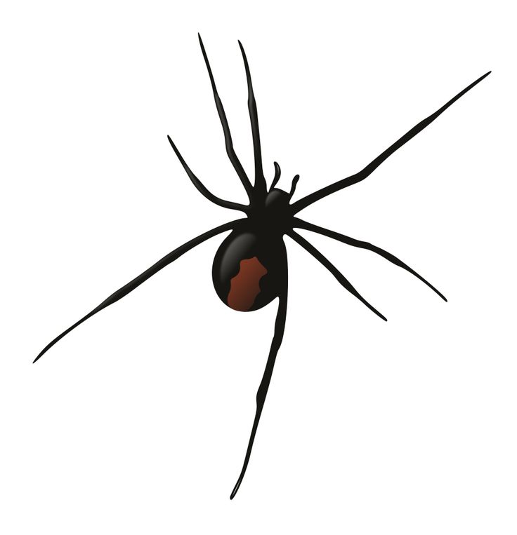 Redback Spider | Huntsman Spider ...