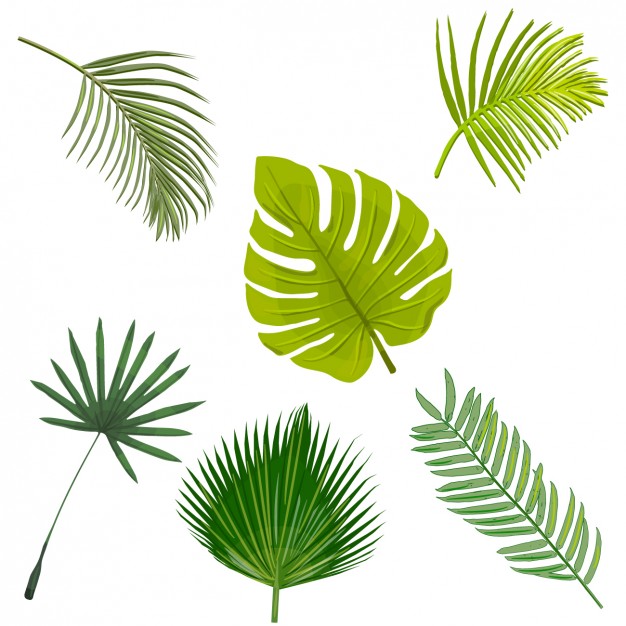 Palm Tree Vectors, Photos and PSD files | Free Download
