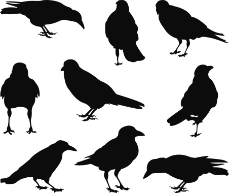 Crow Bird Clip Art, Vector Images & Illustrations
