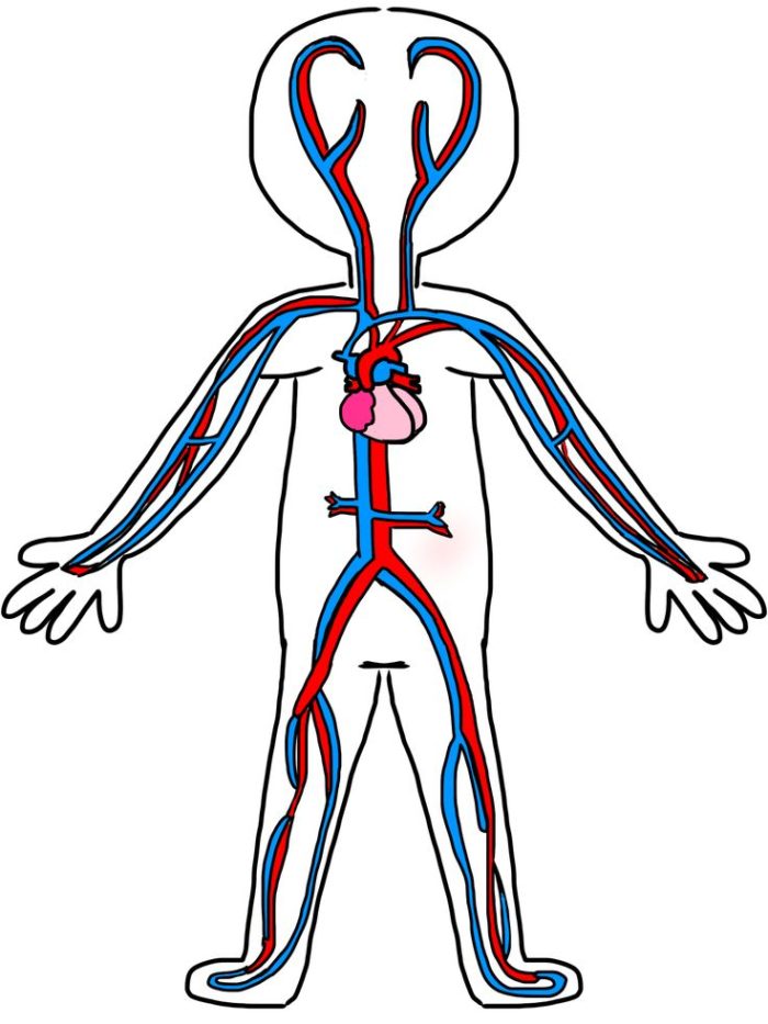 Diagram Of The Circulatory System For Kids - AoF.com