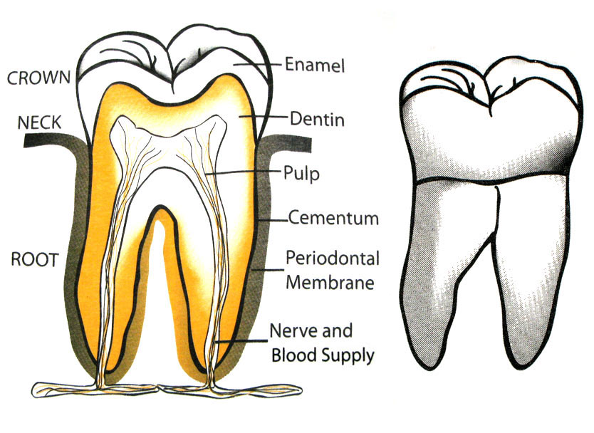 Tooth Section T-