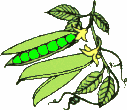 free clipart garden vegetables - photo #25