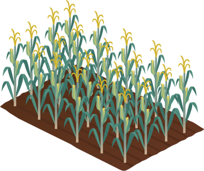 Maize Draw Plant Logo - ClipArt Best