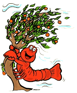Lobster on Windy Orange Tree