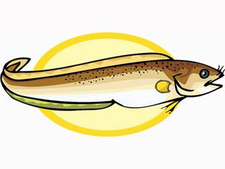 Fish graphics eel 496682 Fish Graphic Gif