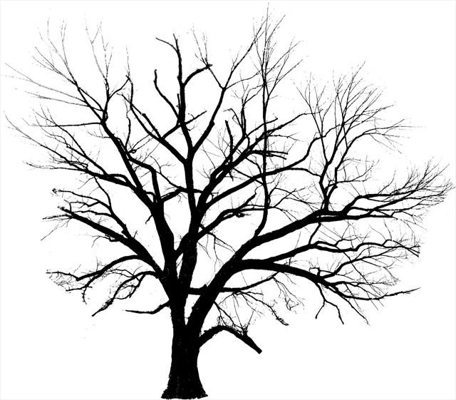 free clipart elm tree - photo #39