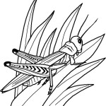 Insects Coloring Pages – Barriee