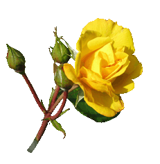 Texas Yellow Rose Clipart