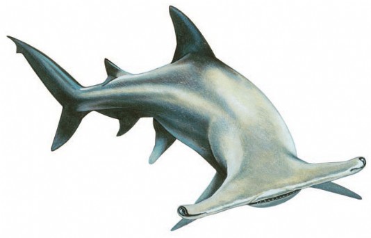 Hammerhead shark - Q-files Encyclopedia