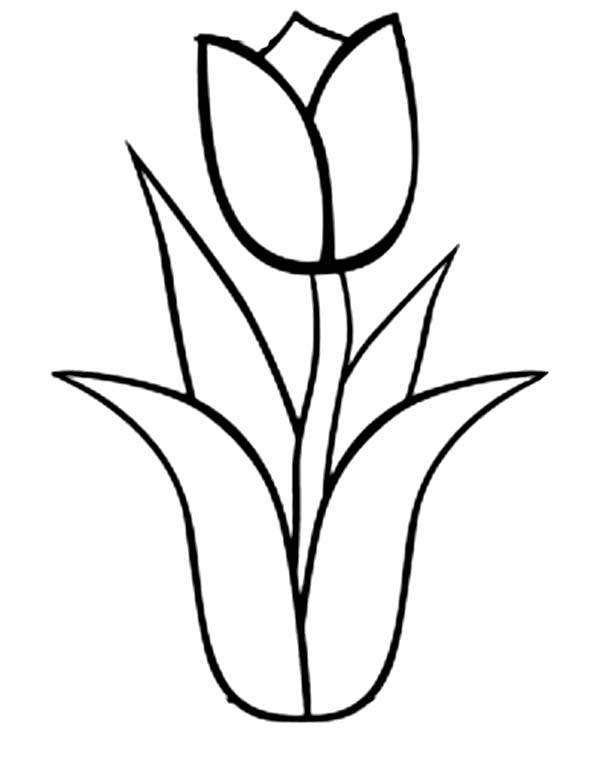 1,547 views single tulip Colouring Pages
