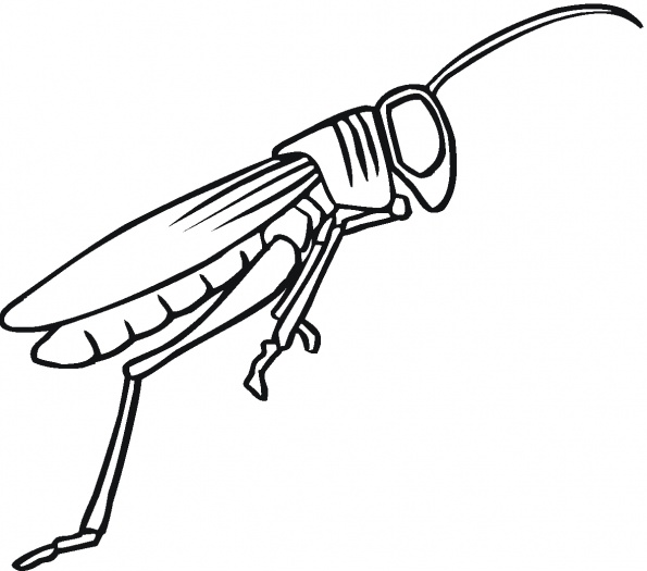 Grasshopper Drawing - Free Clipart Images
