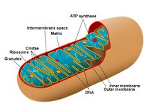Human Physiology/Cell physiology - Wikibooks, open books for an ...