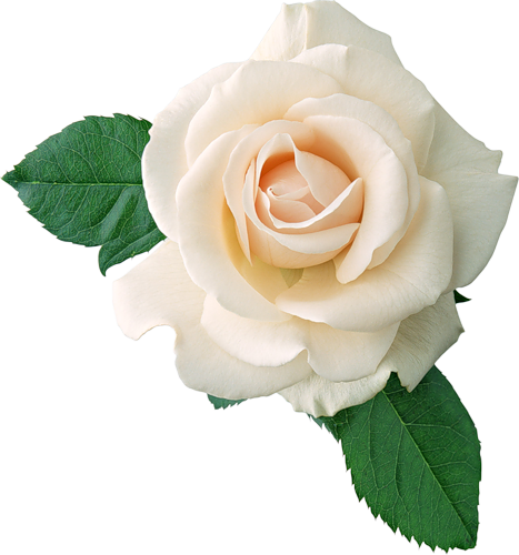 white roses clipart - photo #2