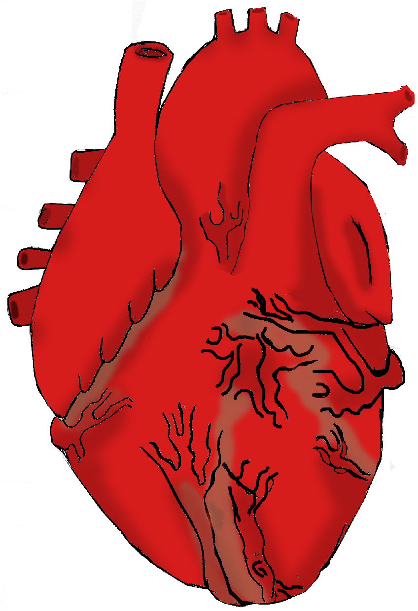 Human heart clipart png