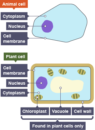515 views Bacterium Cell Gcse Bbc - ClipArt Best