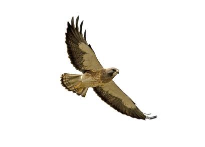 22+ Red Tailed Hawk Clipart