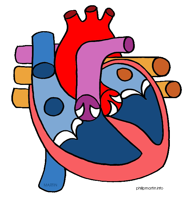 Human heart in body clipart