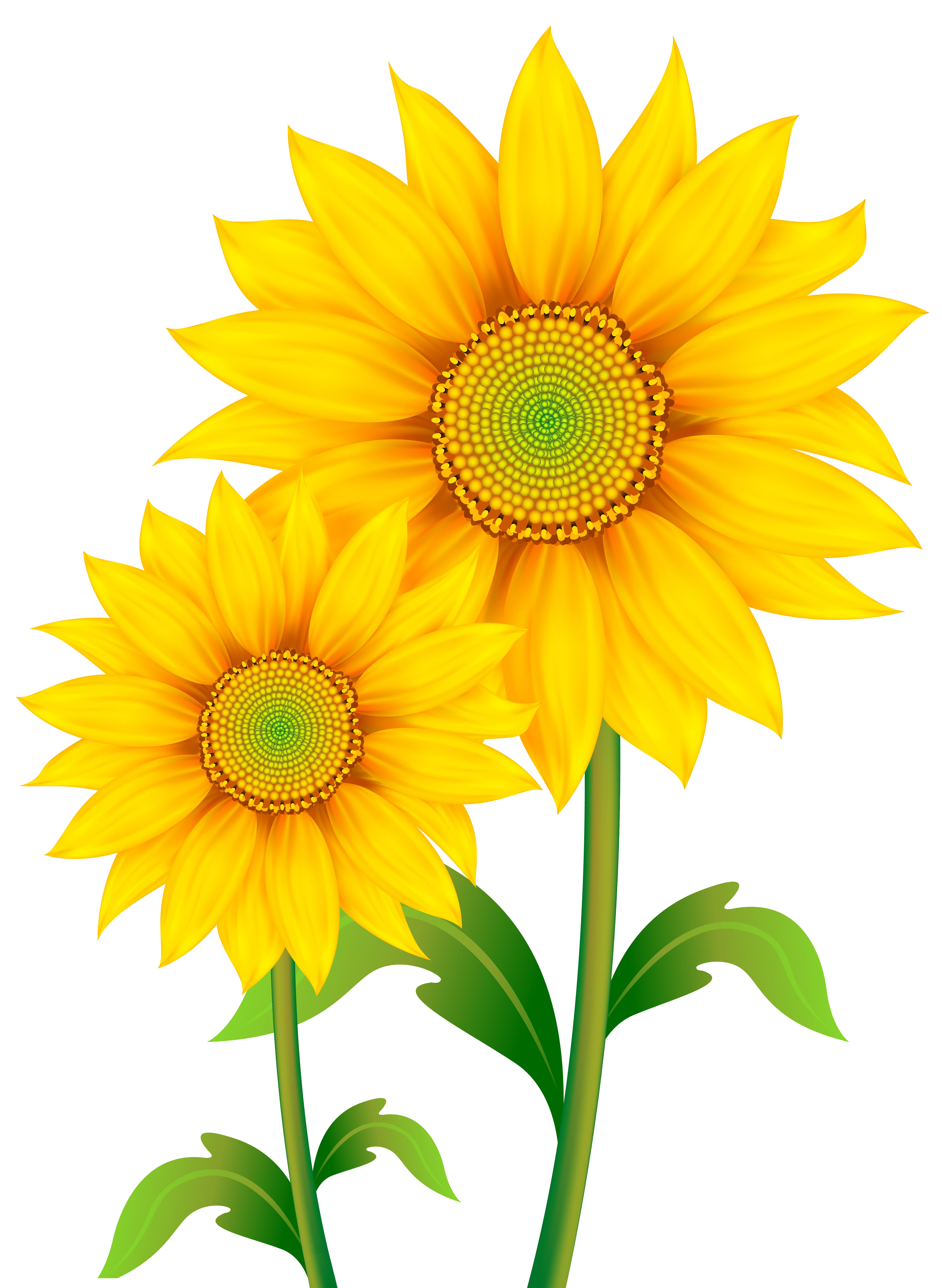 Transparent Sunflowers Clipart PNG Image