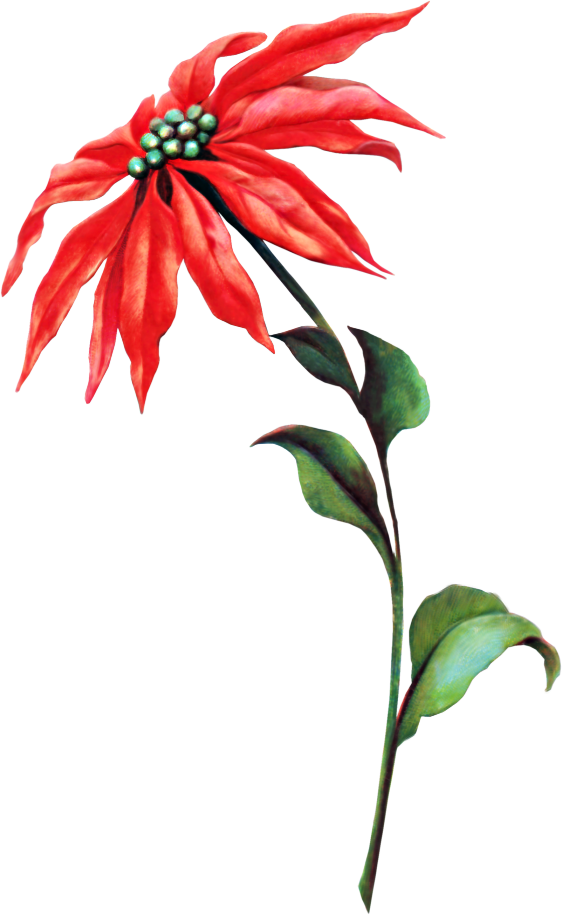 download Hibiscus: A