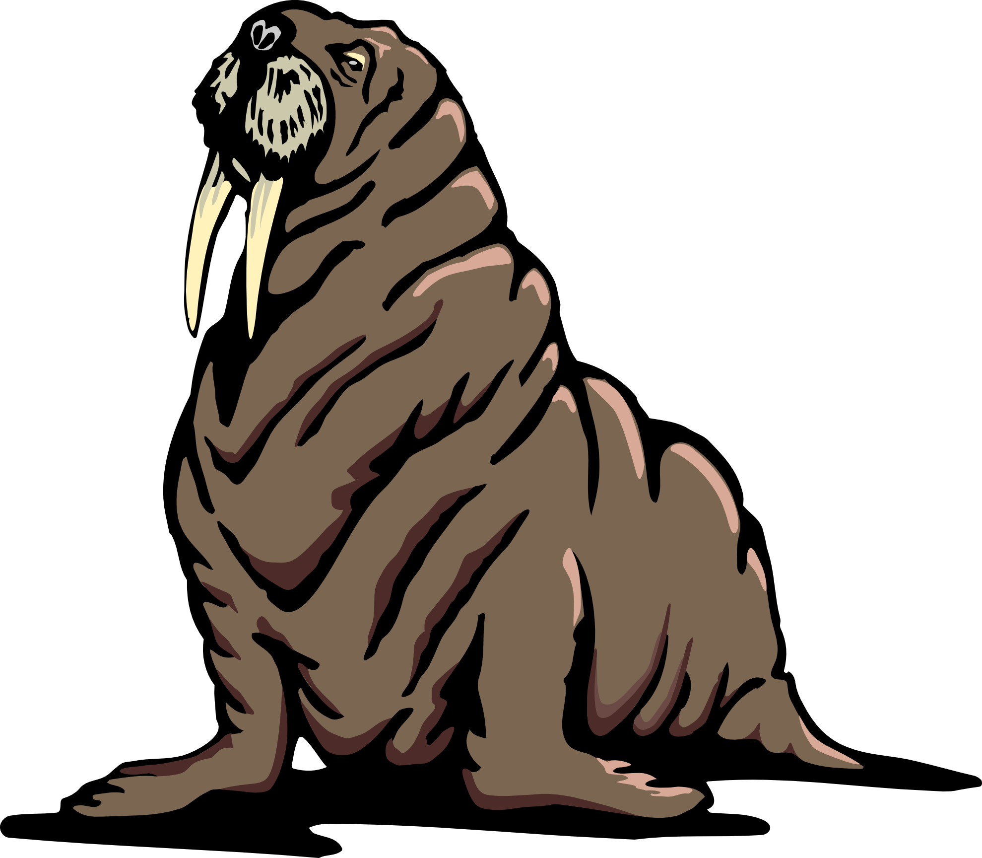 walrus clipart | Hostted
