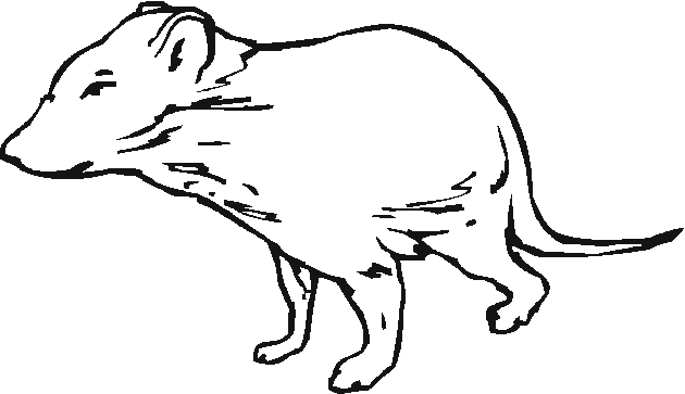 Tasmanian Tiger Coloring Page - ClipArt Best