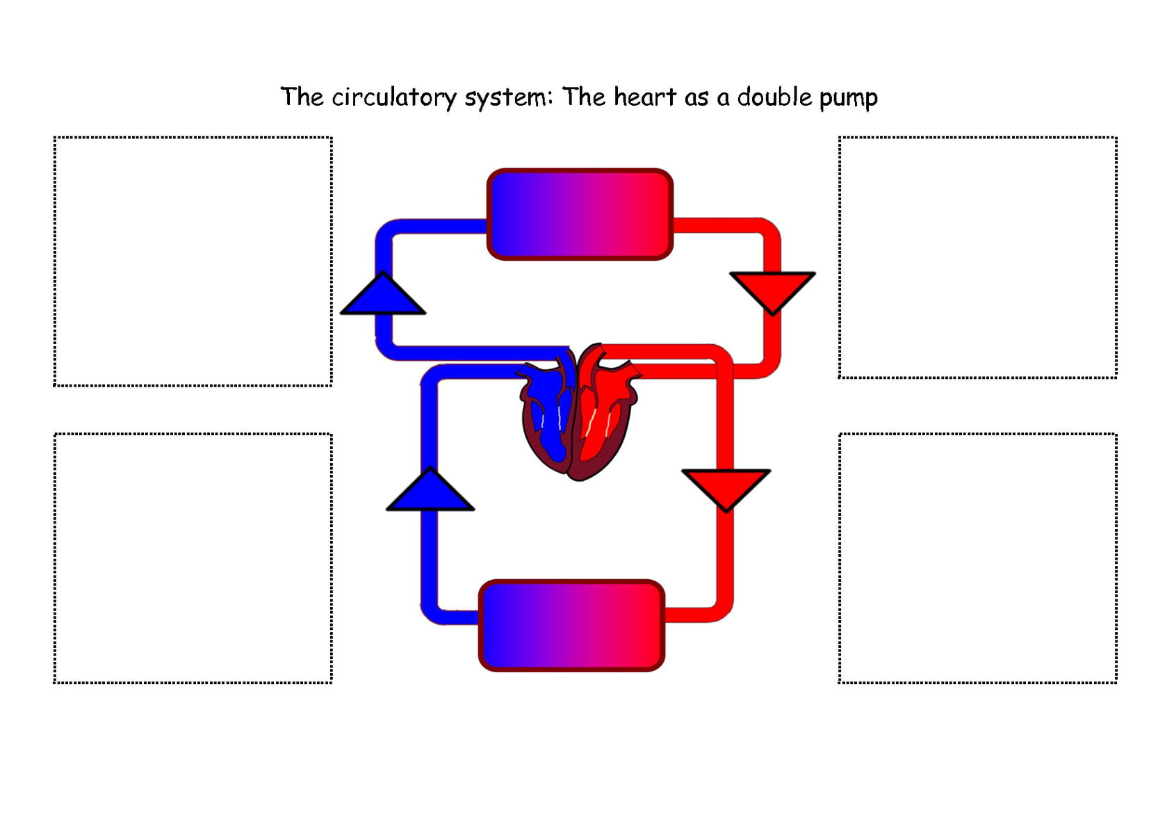 Respiratory System Diagram For Kids To Label Clipart - Free to use ...