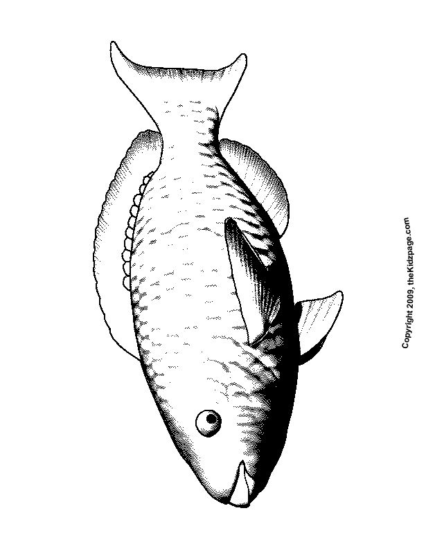 Parrot Fish Free Coloring Pages for Kids Printable Colouring Sheets