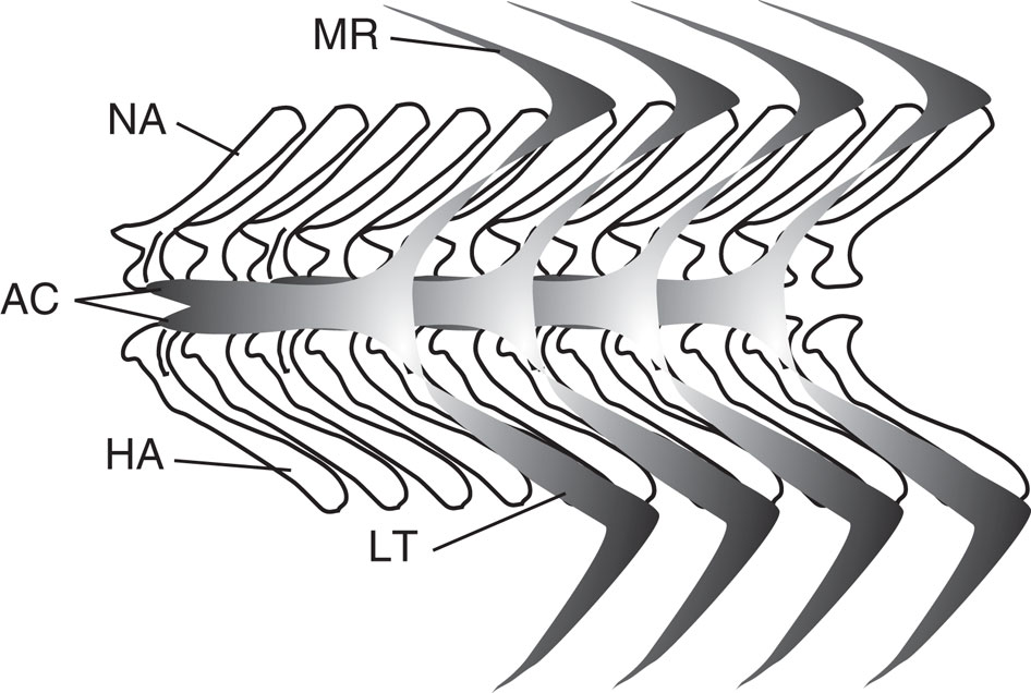 free clip art fish skeleton - photo #33