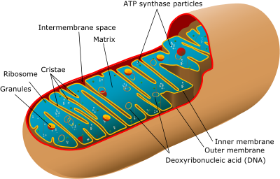 Golgi apparatus - The Endomembrane System