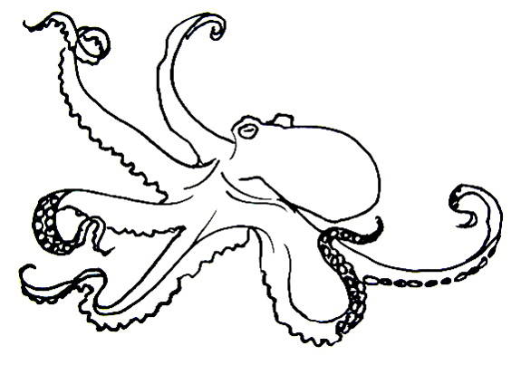 How to draw an Octopus