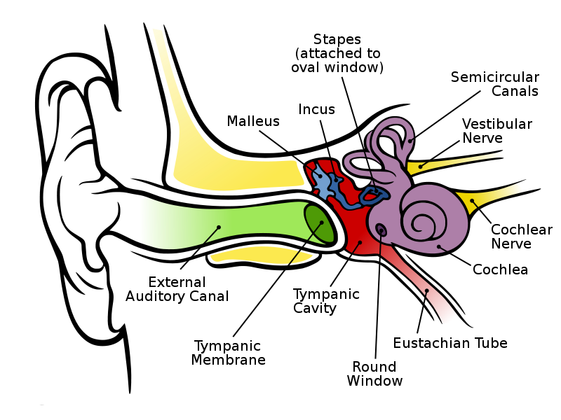 Human Ear Labeled Diagram - AoF.com
