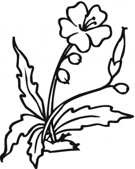 Blooming Hibiscus Flower coloring page | Super Coloring