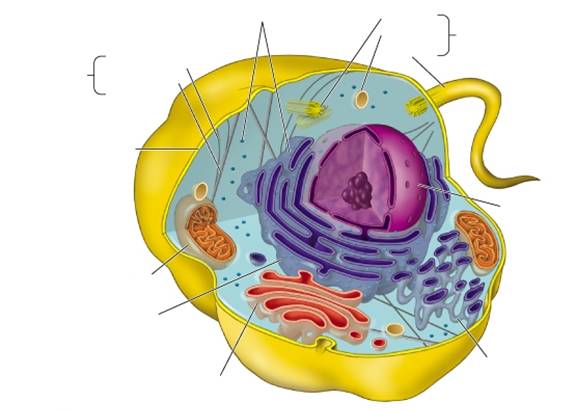 Unlabeled Animal Cell Diagram - ClipArt Best