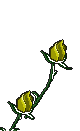 Animations - Flowers - Roses