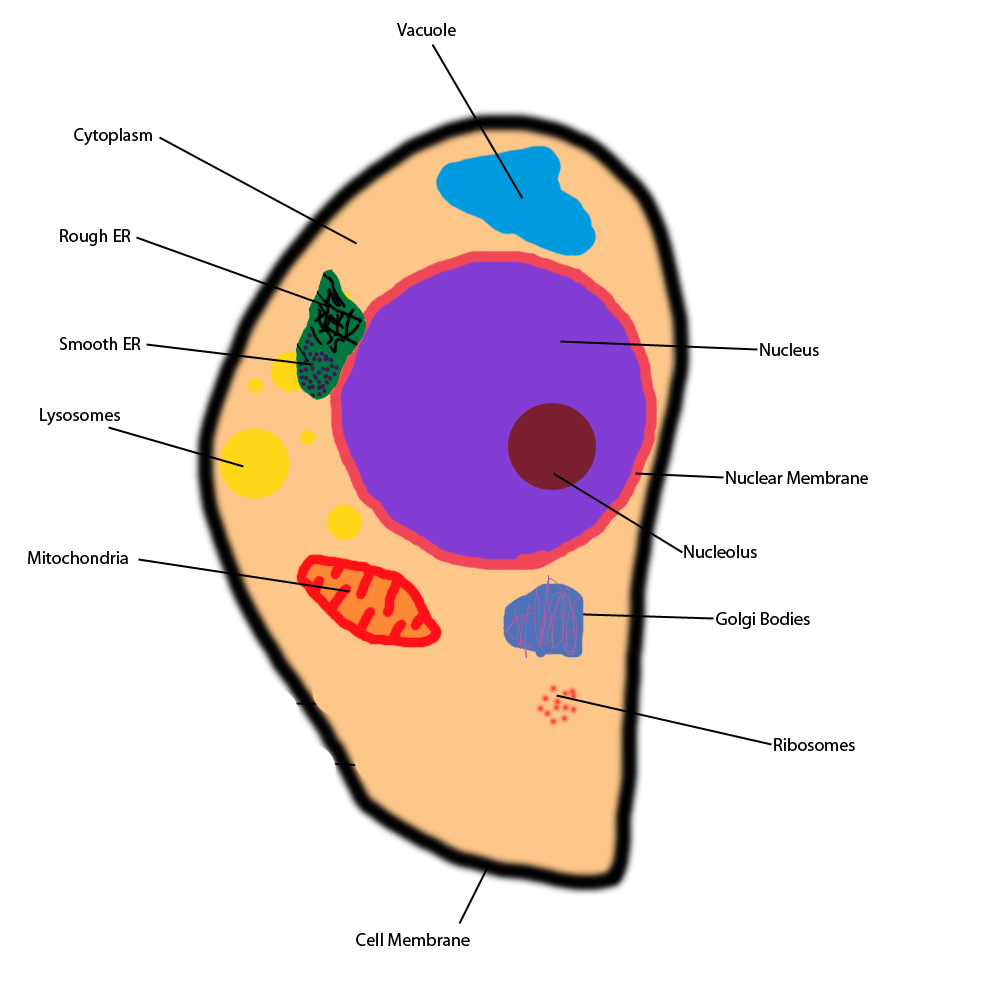 Basic Animal Cell Diagram - ClipArt Best