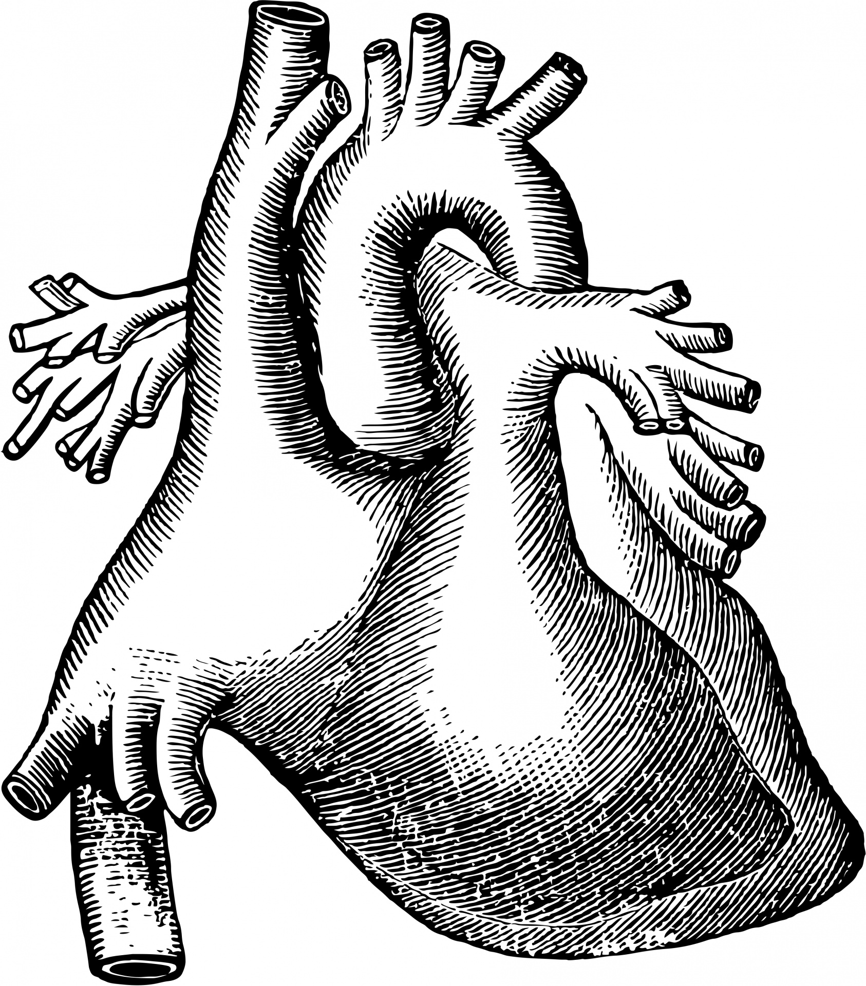 human heart clipart black and white - photo #27