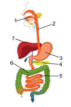 Digestive System Clipart - Tumundografico