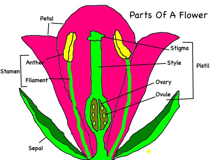 clip art flower parts - photo #13