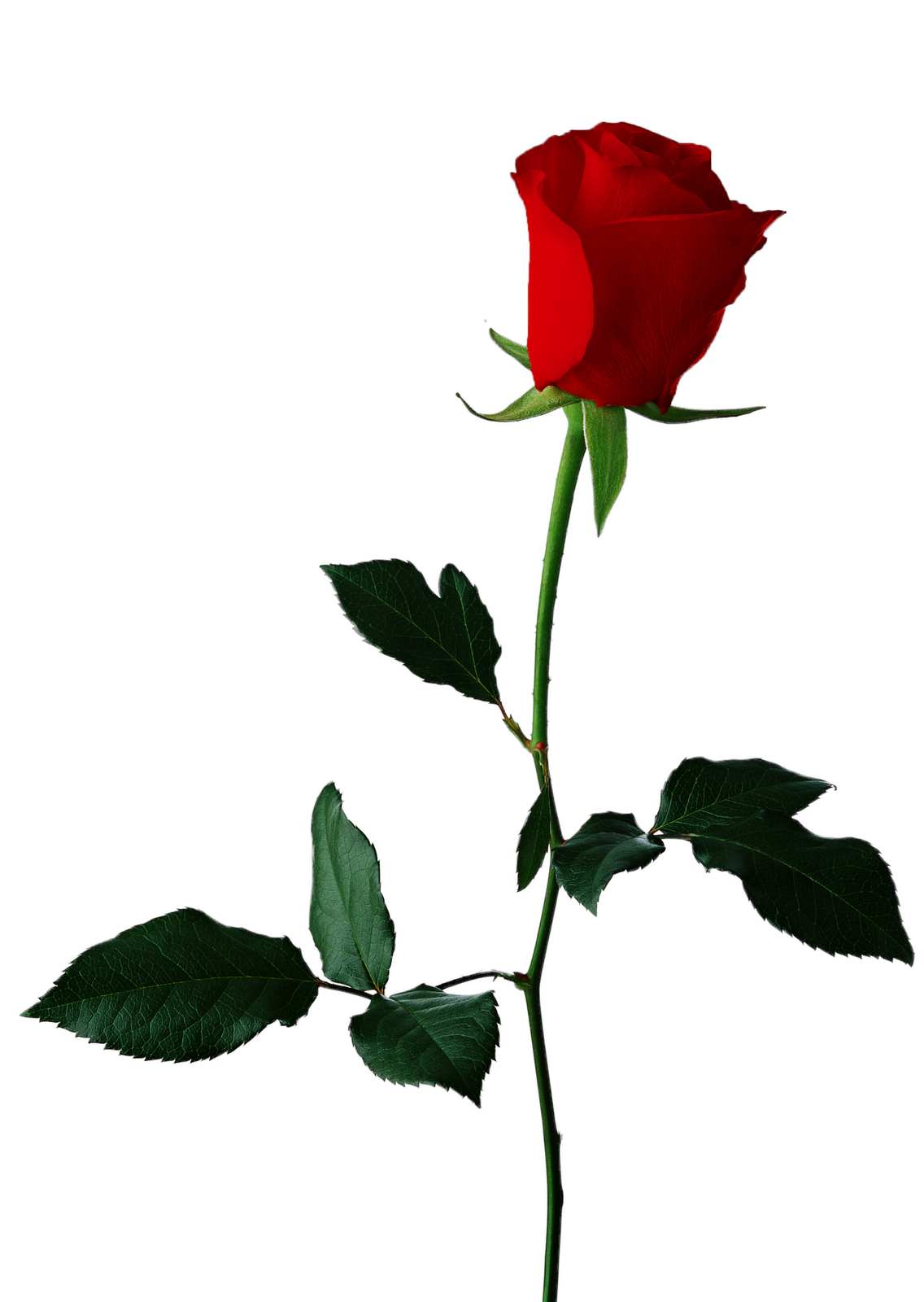 single rose clipart - photo #9