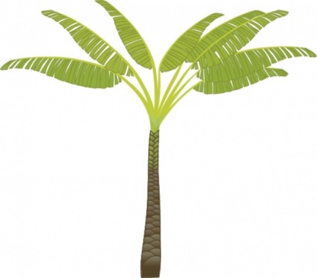 palm tree with white background | Download free Vector