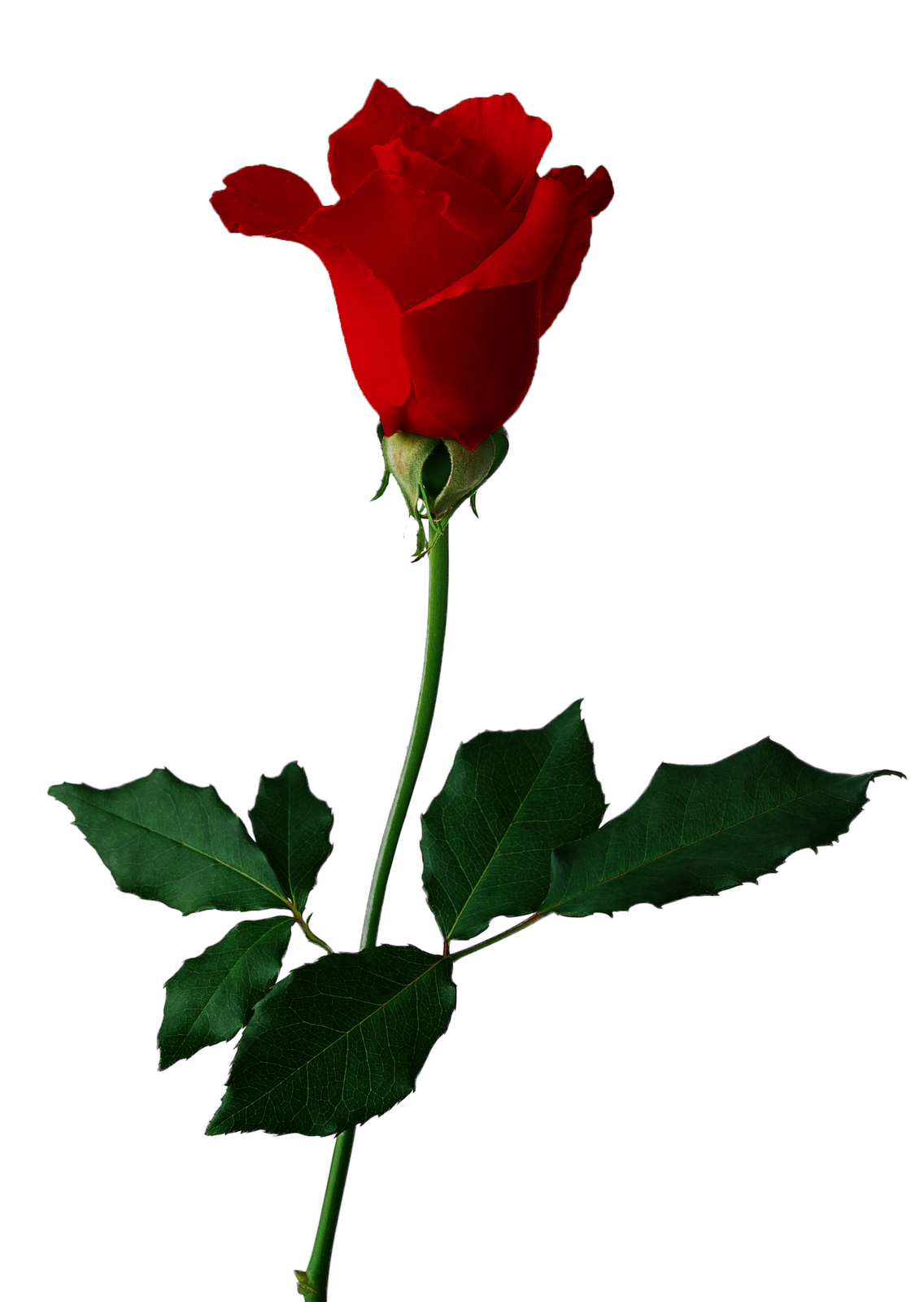 clipart rose rouge - photo #28