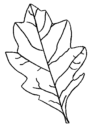 Leaf Outline Template