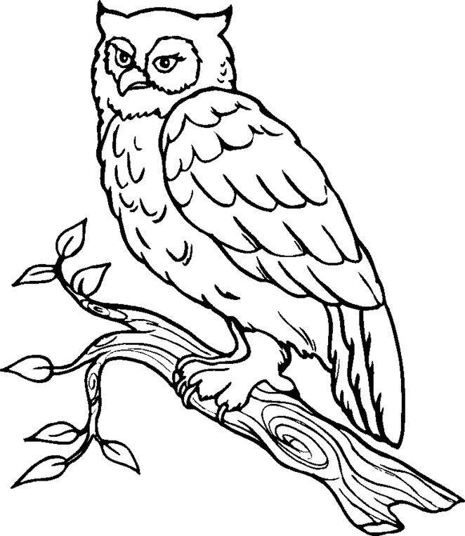 owl clipart black and white free - photo #40