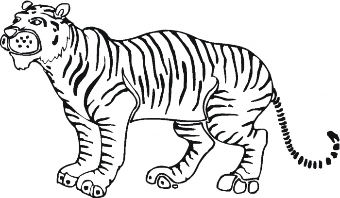 Tiger 9 coloring page | Super Coloring