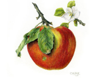 Items similar to Apple blossom botanical drawing. Digital file of ...