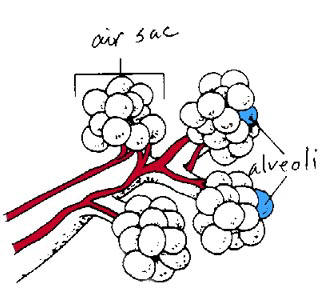 Alveoli Diagram - ClipArt Best
