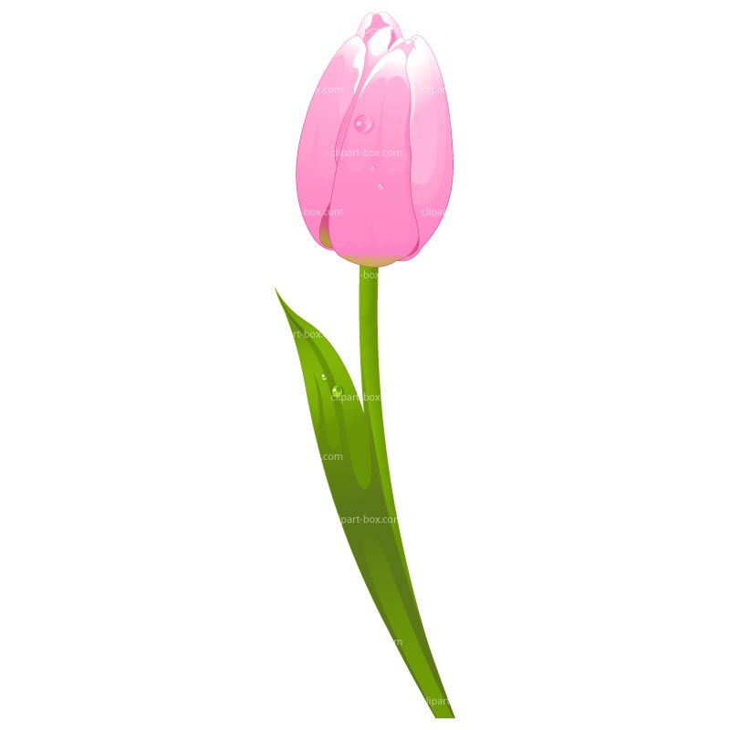 free clipart tulip flower - photo #18