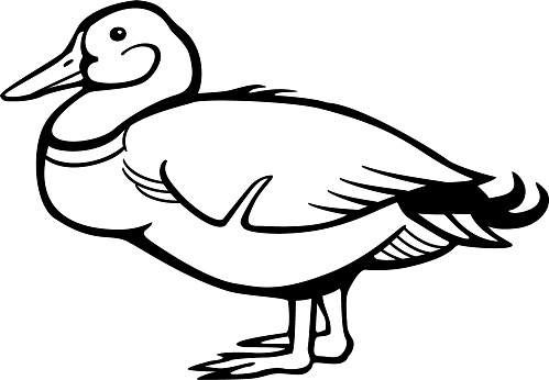 Duck Line Drawing Clip Art, Vector Images & Illustrations