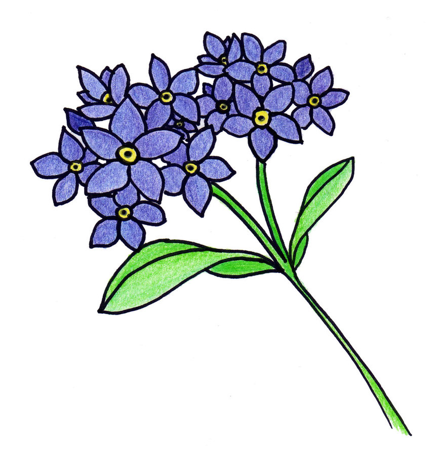 Forget Me Not Drawing - Top Wallpapers HD, Photos, Images, Pics ...