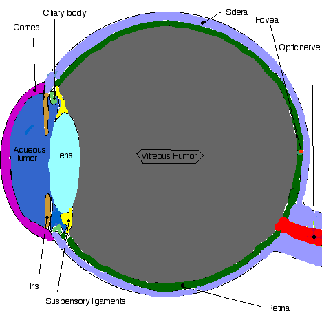 cow eye diagrams cow eye diagrams